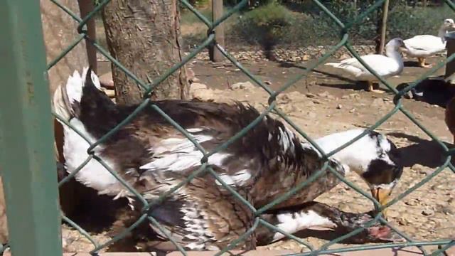 Бедная гусыня смотреть онлайн