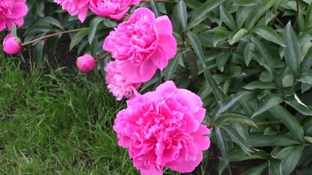 Edulis Superba | R2 Flowers| Peonies смотреть онлайн