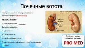 Анатомия ПОЧЕК!!! Внешнее строение, Топография и Оболочки почек!