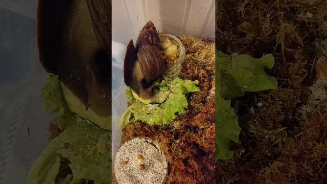 Чем кормить улиток?#ахатины #улиткаахатина #улитка #африканскаяулитка