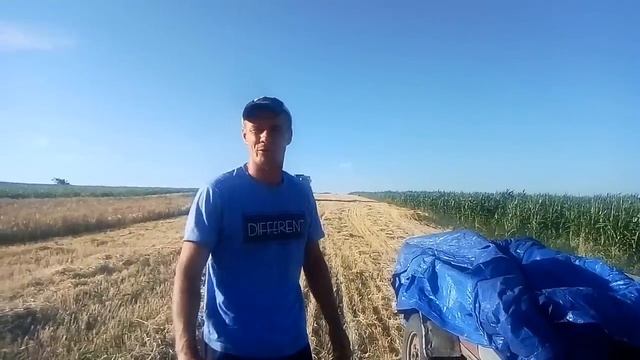 Жнива 2022 на городі! Насипало по самі... !? смотреть онлайн