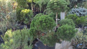 формируем ниваки из сосны горной :)