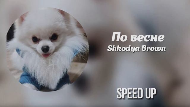 JAKONE, SCIRENA - По весне | Ай катит чёрный кадиллак ( Speed Up )