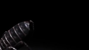 ВЕРСУС!  На что способен Фрин и Телифон, два жутких паукообразных!