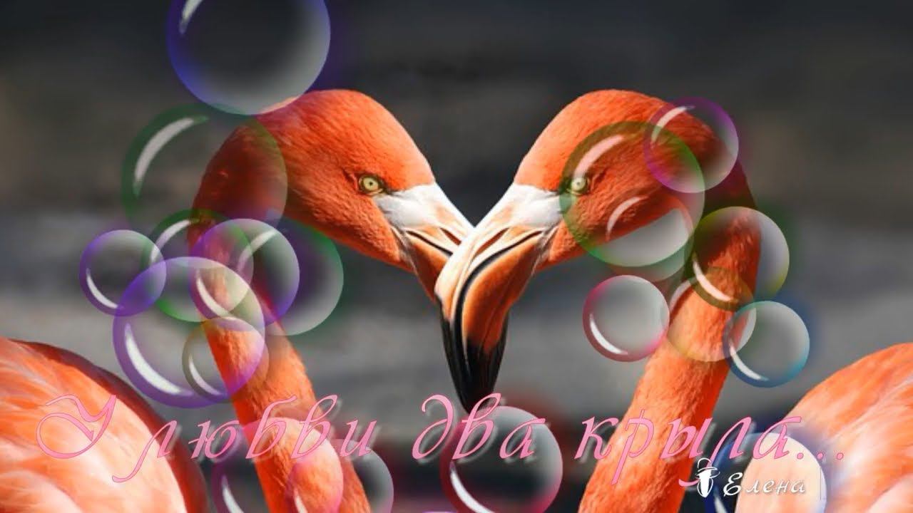 У любви два крыла*