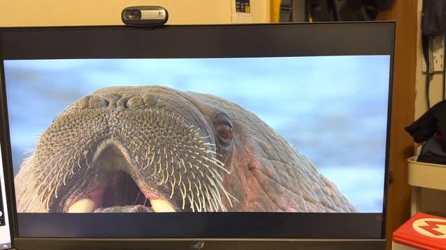 Iphone14 pro 4k60fps PRORES - ROG XG27AQ смотреть онлайн