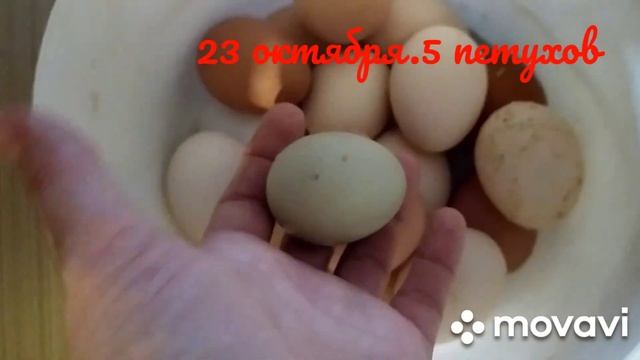 Вес петухов) смотреть онлайн