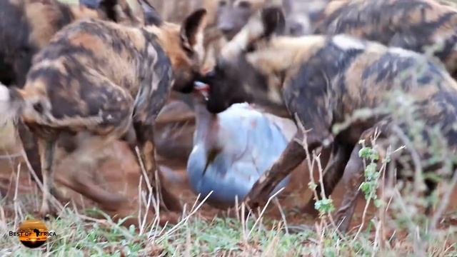 Wild dogs eat young wildebeest - Zimanga Game Reserve, South Africa | Extreme nature смотреть онлайн