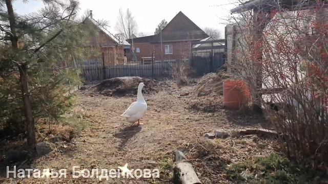 Удивила меня гусыня》Яйца.. кругом яйца!》Все хотят размножаться.. смотреть онлайн