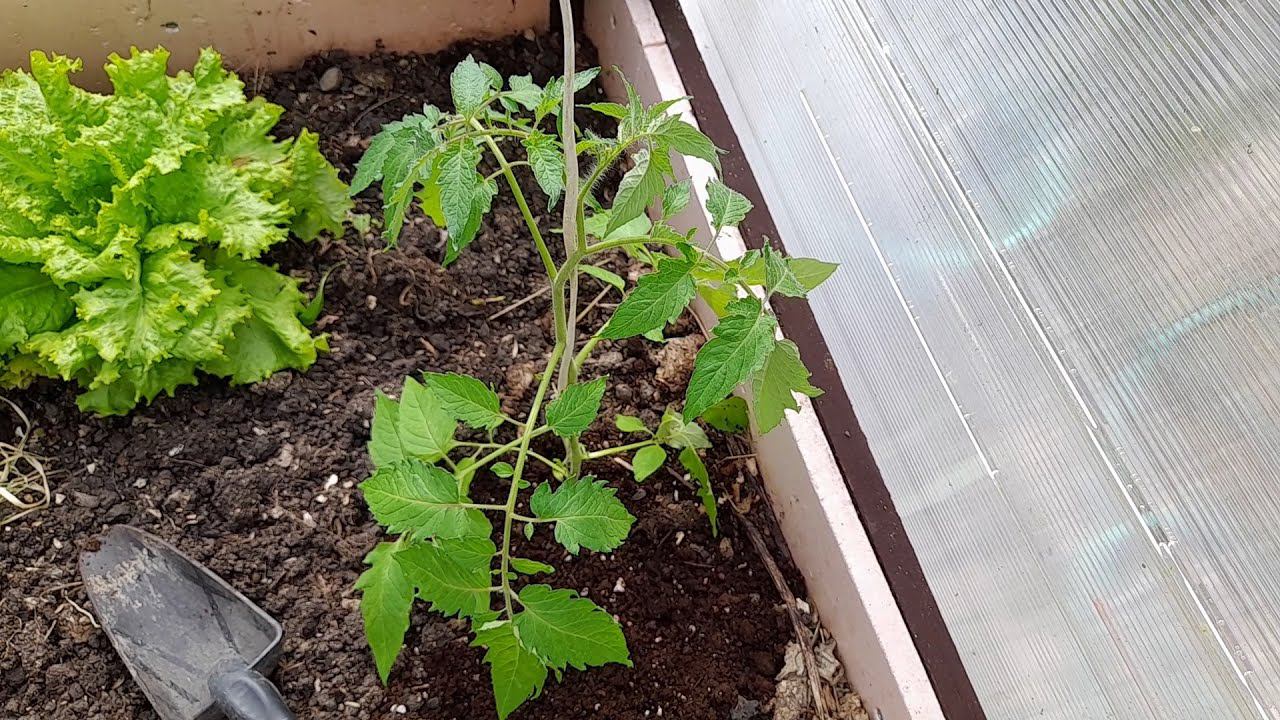 Что положить в лунку при посадке томатов. Посадка томатов без минеральных удобрений. Подвязка смотреть онлайн
