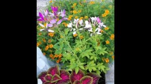 эксперимент  посадки семян  клеомы#сеем клеому на рассаду #. ???