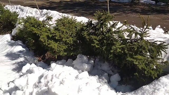 Живая изгородь из елей. Уход, стрижка. смотреть онлайн