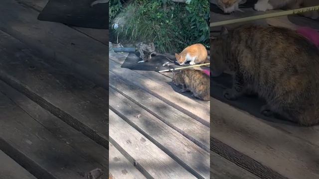 Делим рыбу. Кудепста!