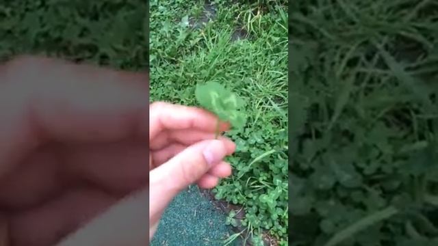 Четырехлистный клевер смотреть онлайн