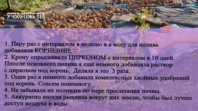 РЕАНИМАЦИЯ ПОЖЕЛТЕВШЕЙ ТУИ - Результаты - Пожелтели Саженцы Туи