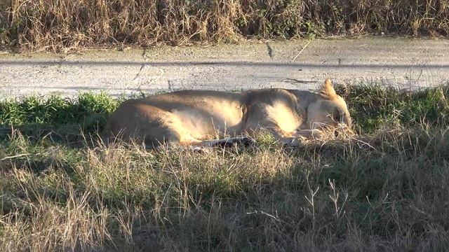 Львиный ЛИДЕР охраняет свою львицу, в окружении МОЛОДЫХ львов!??????