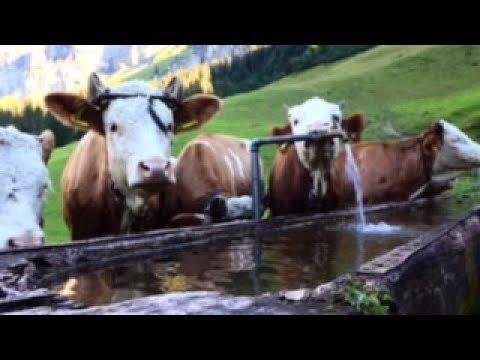 "Сыр.Путешествие из Швейцарии в Россию"|| Official Trailer