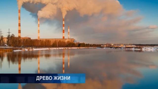 древо жизни смотреть онлайн