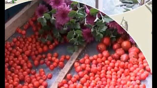 Конкурс «Дачная прелесть» смотреть онлайн