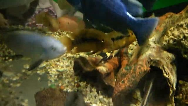 БОЦИЯ КЛОУН лежит на боку я думал СДОХЛА, а она ОТДЫХАЕТ смотреть онлайн