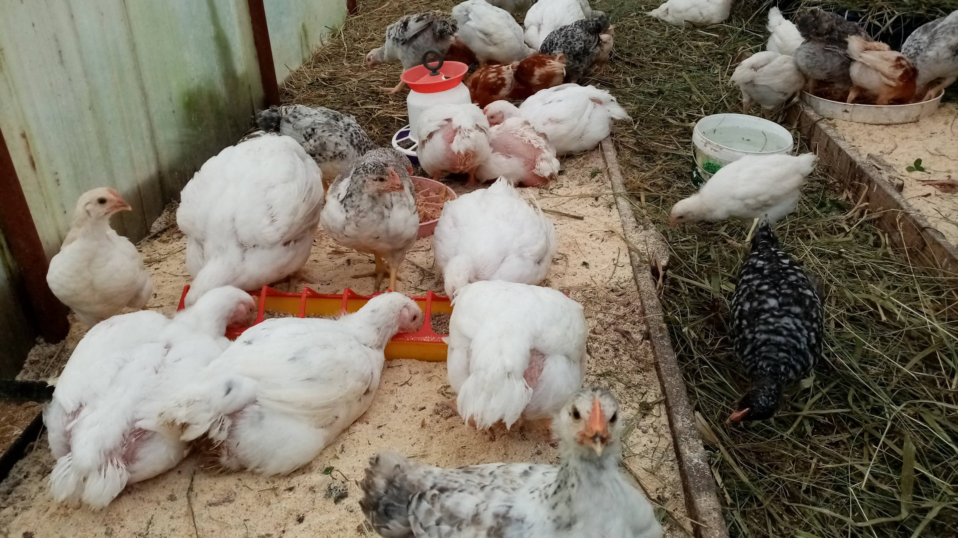 Почему ОСЕННИЙ БРОЙЛЕР лучше весеннего. смотреть онлайн