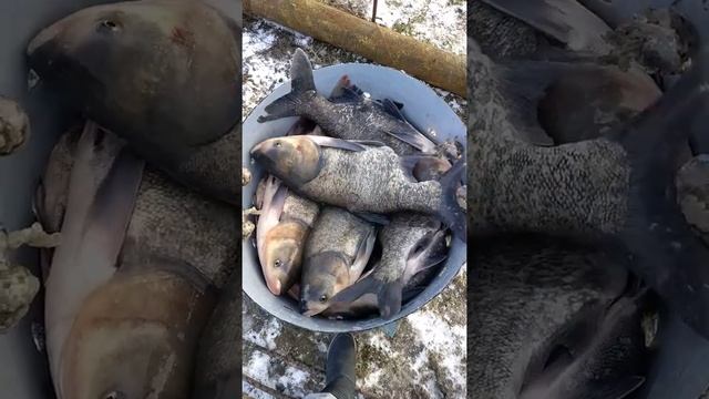 ТОЛСТОЛОБИК гибрид. Отгрузка на переработку смотреть онлайн