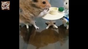 Подборка лучших видео про хомяков, смешные хомячки