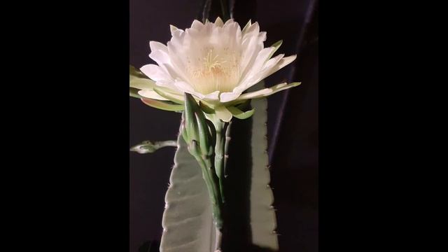 Cereus repandus in flower смотреть онлайн
