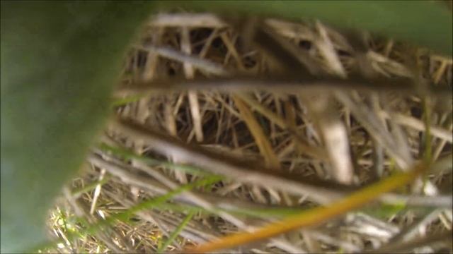 Носом в землю смотреть онлайн