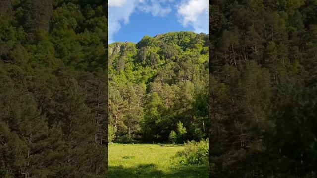 Великолепный горный лес и пение птиц #shorts смотреть онлайн