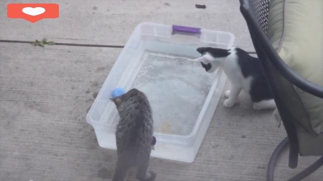 Котики ловят рыбку? смотреть онлайн