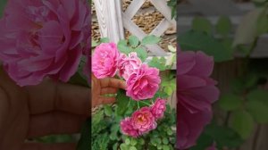 Роза японской селекции Аои