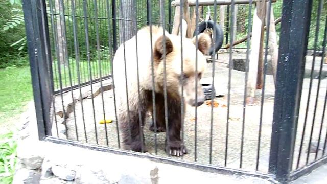 Бурый медведь Алтай известный певец и помиродник. Новосибирский зоопарк им. Р.А. Шило смотреть онлайн