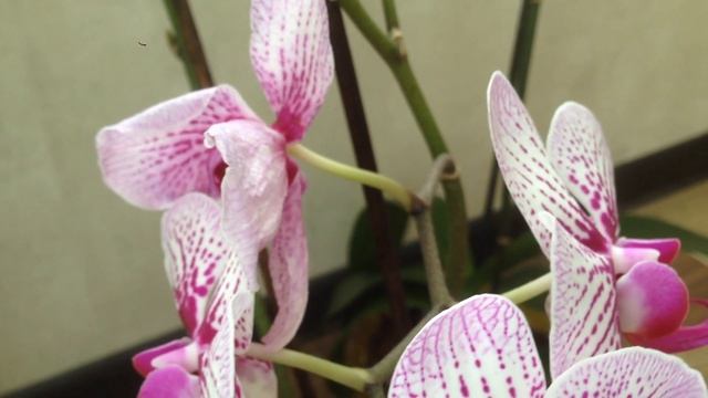 Опыленная орхидея 1 смотреть онлайн