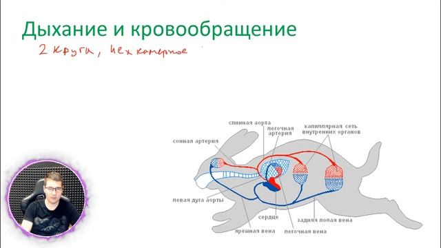 Биология: Потом и шерстью (млеокпитающее) смотреть онлайн