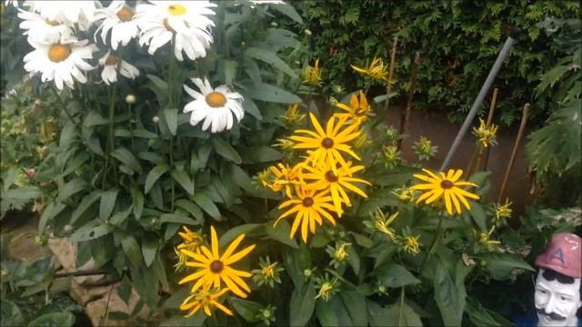 Rudbeckia Goldsturm and Fulgida, In bloom, Division, Help and care. смотреть онлайн