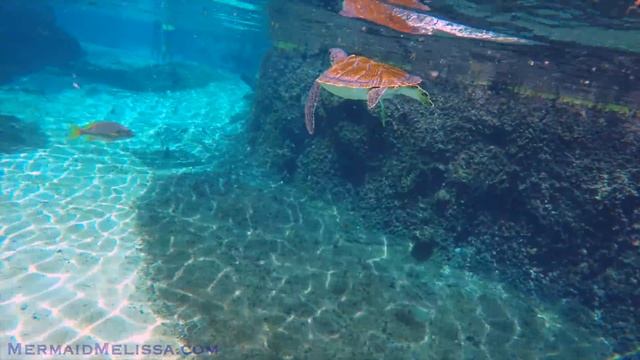 Mermaid Melissa Swims With Turtles!