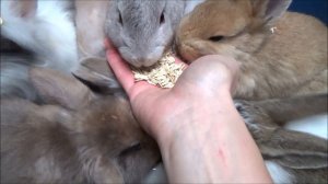 Чем можно и нужно кормить кроликов. Кормление кроликов как правильно