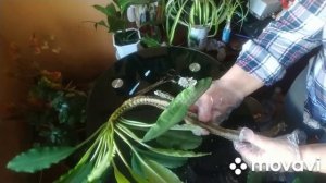 Обрезка , черенкование и укоренение молочая беложилкового.