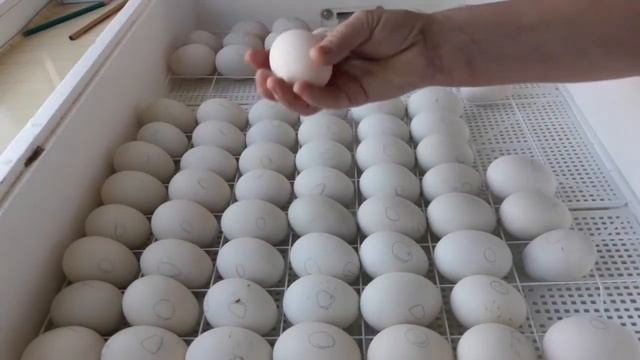 Поэтапная закладка яиц в инкубатор, инкубатор Несушка на 104 яйца