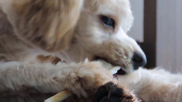 canon powershot SX70 HS zoom - dog chew смотреть онлайн