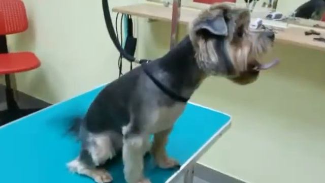 Мая мама стрижот сабаку! смотреть онлайн