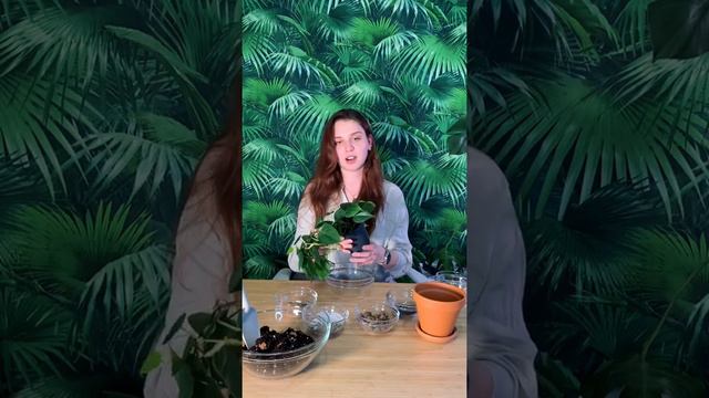 Пересадка растения 🌿 смотреть онлайн