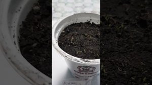 Лихнис альпийский, посев, грунт, всходы, уход.