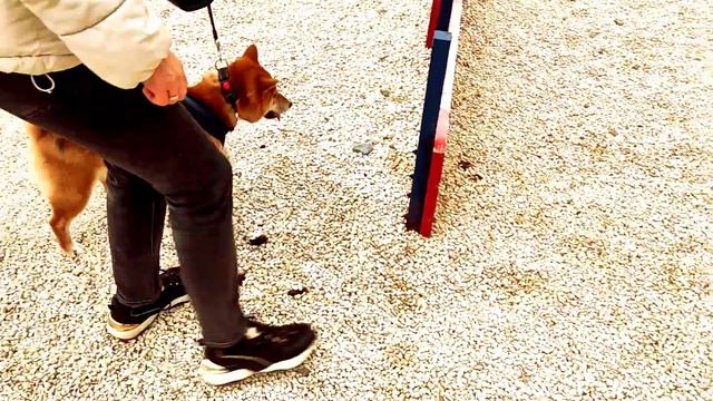 Шибы / шиба ину / на площадке. смотреть онлайн