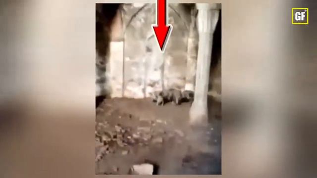 СВИНЬИ В МЕЧЕТИ КАРАБАХА! ШОК! Зачем держать свиней в МЕЧЕТИ смотреть онлайн