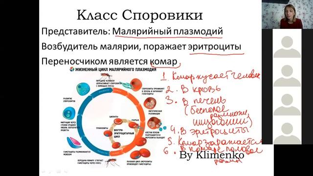 Простейшие: амеба, инфузория, хламидомонада смотреть онлайн