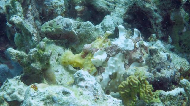 Frogfishes on Panglao, Philippines (Рыбы лягушки/Удильщики) смотреть онлайн