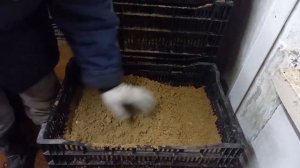 Посадка луковиц тюльпанов в ящики для выгонки на 8 марта