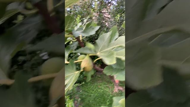 Сад инжир Ооочень сладкие плоды. Классное дерево красивое и минимум ухода смотреть онлайн